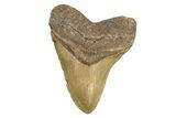 Fossil Megalodon Tooth - North Carolina #269679-1